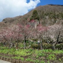 五分咲きでしたが満開の梅も多くきれいでした。