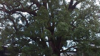 樹齢は１５００年