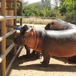 アル アイン動物園