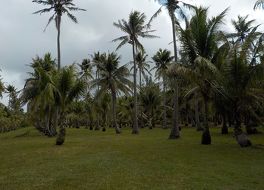 千本椰子林