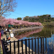 河津桜がきれいでした