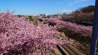 本家に比べると物足りないけど近くて良い