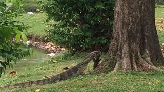 トカゲがいます 