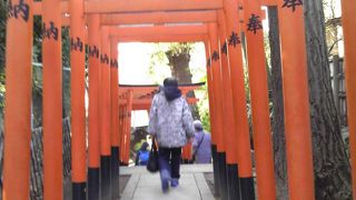 たくさんの鳥居