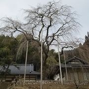 しだれ桜が有名なお寺