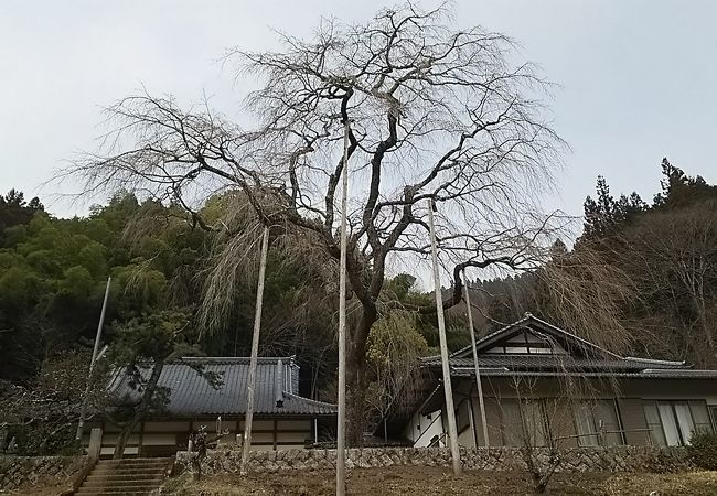 しだれ桜が有名なお寺