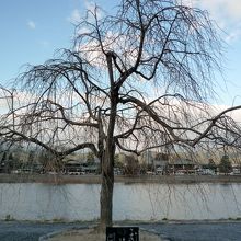 春には桜が咲きます