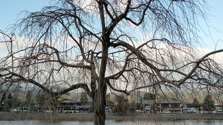 桂川の中州になっている公園