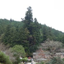 ちょっと離れてみると、にょきっと飛び出て高さがよくわか