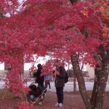 このお寺の前は紅葉が美しい