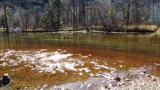 田代池の小さな生き物