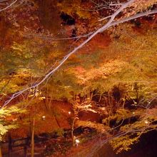 紅葉ライトアップ　まだ知られていないので空いている