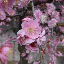 梅の花が満開で綺麗です