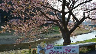 桜祭りの駐車場に