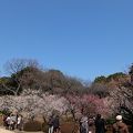 広くきれいな庭園で、2月の梅を楽しめました。