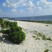 珊瑚の浜