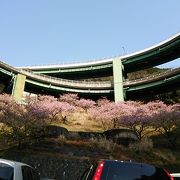 ループ橋と河津桜