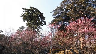 梅の花が咲き始めでした