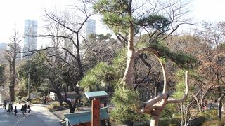 包帯 (？) が巻かれ痛々しい感じがしますが・・・・