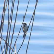 涸沼の湖岸の葦原で見たオオジュリン。