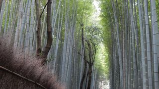 嵯峨野を代表する風景です