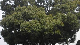 大きなクスノキ