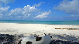 美しい海とニャンコに癒されます