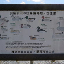 古徳沼の野鳥