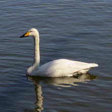 古徳沼のオオハクチョウ