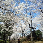 お花見の季節には必ず行きます！