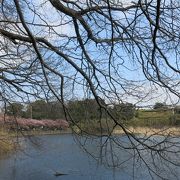 河津桜の名所