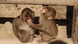 人の股の間を通りぬけるサル