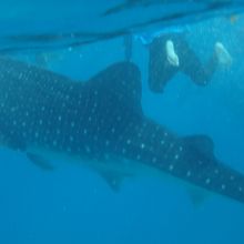 ジンベイザメとシュノーケル