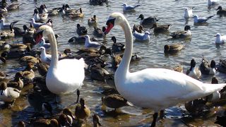 白鳥に名前がついていた