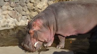 山のあちこちで湯気が・・・