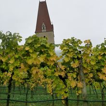 ぶどう畑が続く