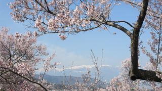 さすが高遠の桜です