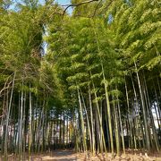 静かな竹林です