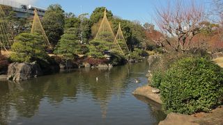 ２月中旬には梅が咲いていました。雪吊りもあります。