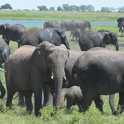 アフリカゾウの楽園