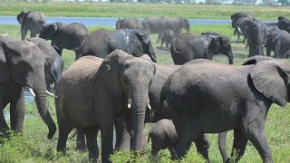 アフリカゾウの楽園