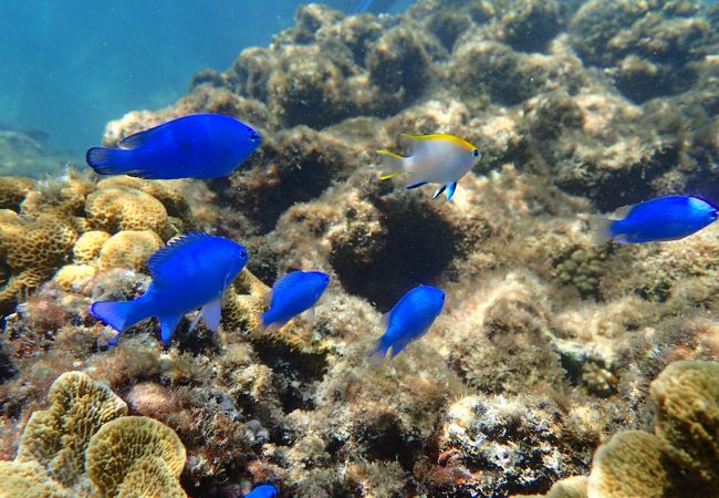 伊良部で間違いなく最高のショップです。他のショップがボートを出せない日でも最高のポイントへガイドしてくれます。