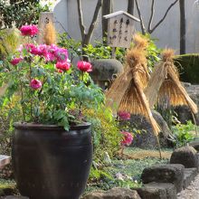 牡丹園花が少し見えました。