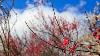 駐車場に停めるには早い時間帯がお勧めです