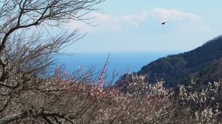 相模湾も望める自然豊かな梅林です