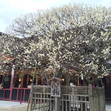 優美な純白の梅