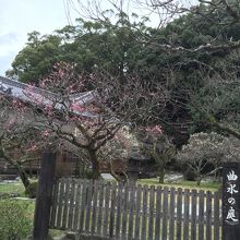 他の梅は咲き始め