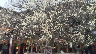 2016年は2月中旬で満開