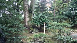 獅子のように見えます