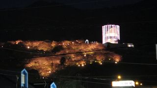 河津桜のライトアップは素敵　3/13日まで＋菜の花